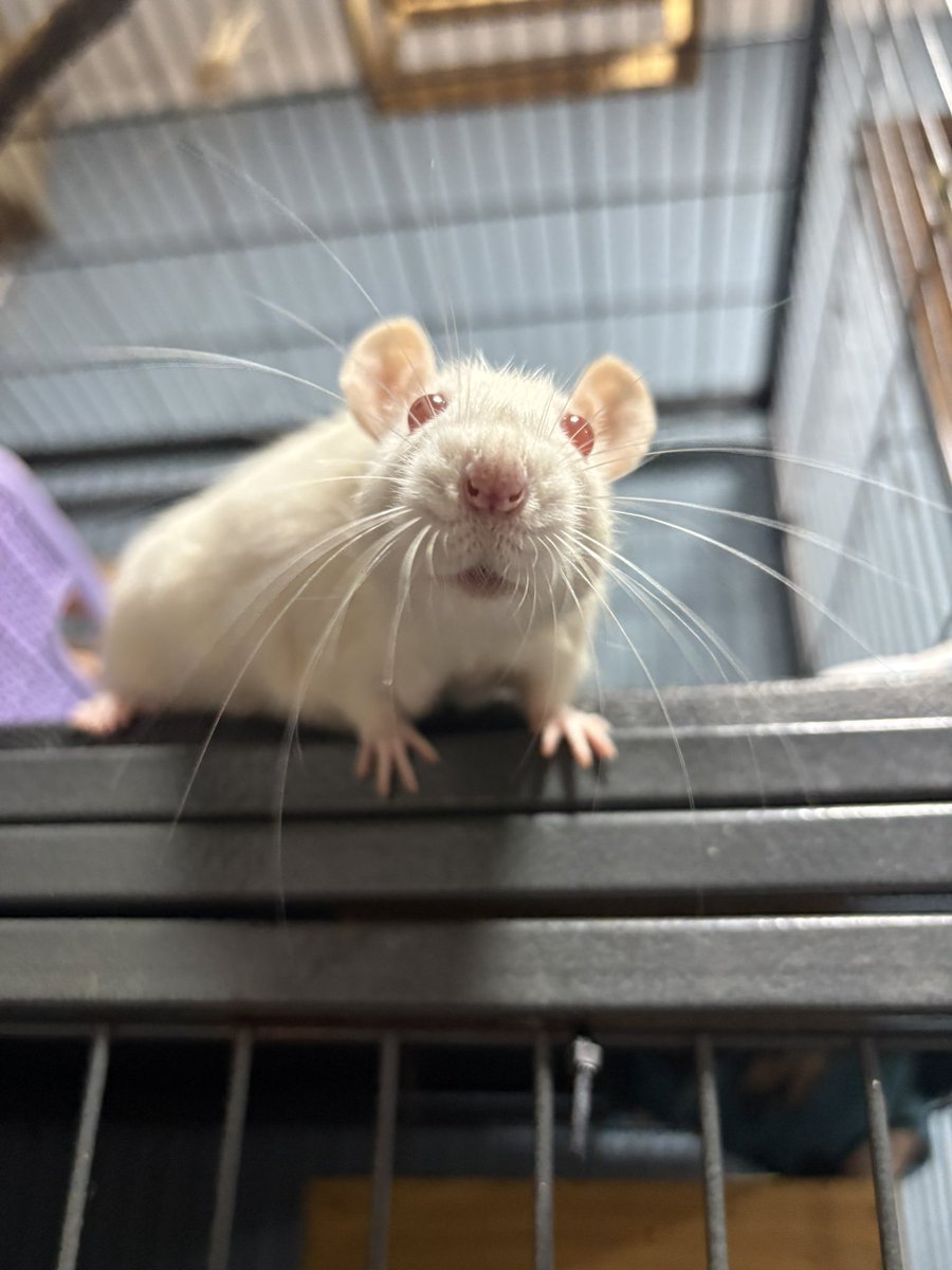Chuchito hermoso 🐁💕