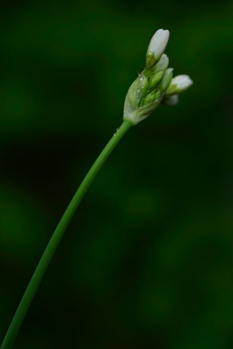 toshiyuki555's tweet image. あのつぼみ 30日午前8時半ちょっと過ぎ
That Bud, Just After 8:30 a.m. on the 30th
#Flickr &amp;gt; flic.kr/p/2sak9fr

#PENTAX K-1 Mark II
#RICOH HD PENTAX-DFA MACRO 1:2.8 100mm ED AW

#PHOTO #DP260430
#植物 #植物の写真 #植物マクロ
#ハタケニラ