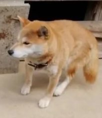 くるみmama tweet media