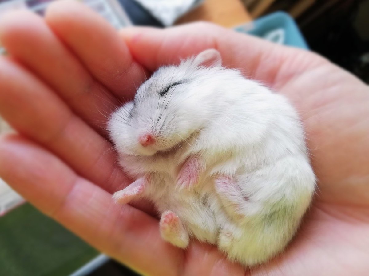 琴🐹🍀 tweet media