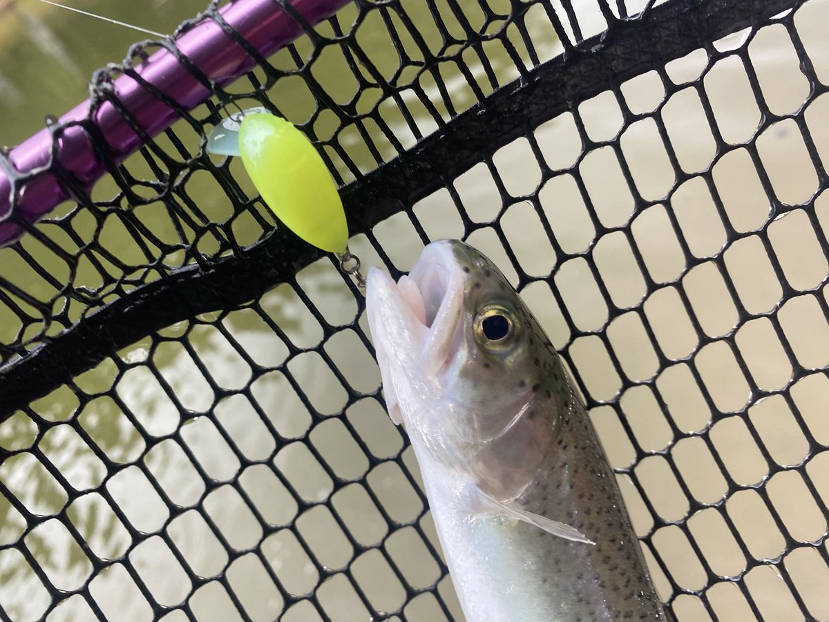 rnuBD0ljgp3qxkj's tweet photo. 昨日は朝からグングンに🎣
放流はボコボコ〜
少し落ち着いたら、リトルマッコウssで表層ちょい下をゆっくり巻きがよく釣れました🐳
派手目、膨張系がよく特にグリーニーが👌
#FPBLURES https://t.co/DdgKn9gszv