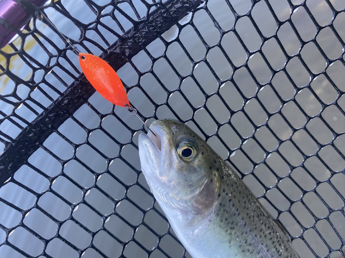 rnuBD0ljgp3qxkj's tweet photo. 昨日は朝からグングンに🎣
放流はボコボコ〜
少し落ち着いたら、リトルマッコウssで表層ちょい下をゆっくり巻きがよく釣れました🐳
派手目、膨張系がよく特にグリーニーが👌
#FPBLURES https://t.co/DdgKn9gszv