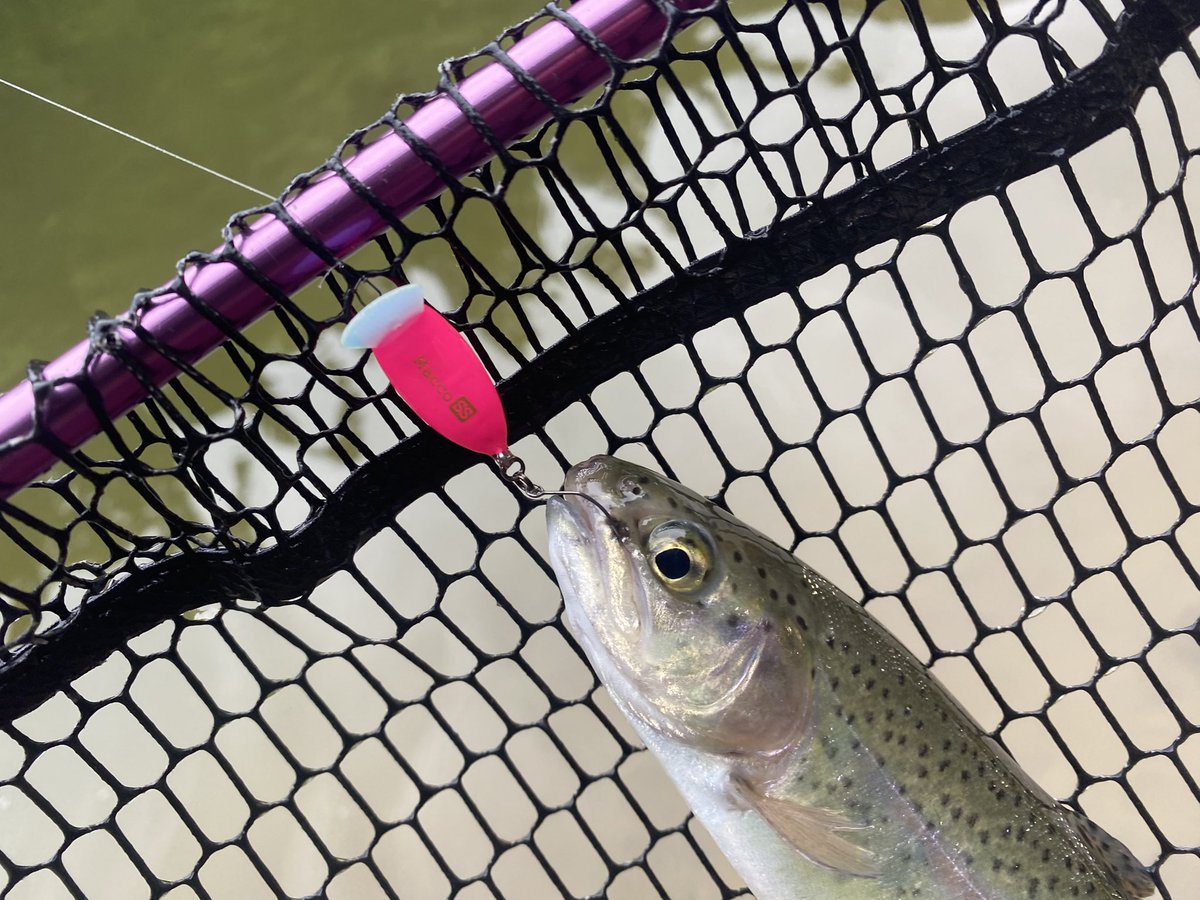 rnuBD0ljgp3qxkj's tweet photo. 昨日は朝からグングンに🎣
放流はボコボコ〜
少し落ち着いたら、リトルマッコウssで表層ちょい下をゆっくり巻きがよく釣れました🐳
派手目、膨張系がよく特にグリーニーが👌
#FPBLURES https://t.co/DdgKn9gszv