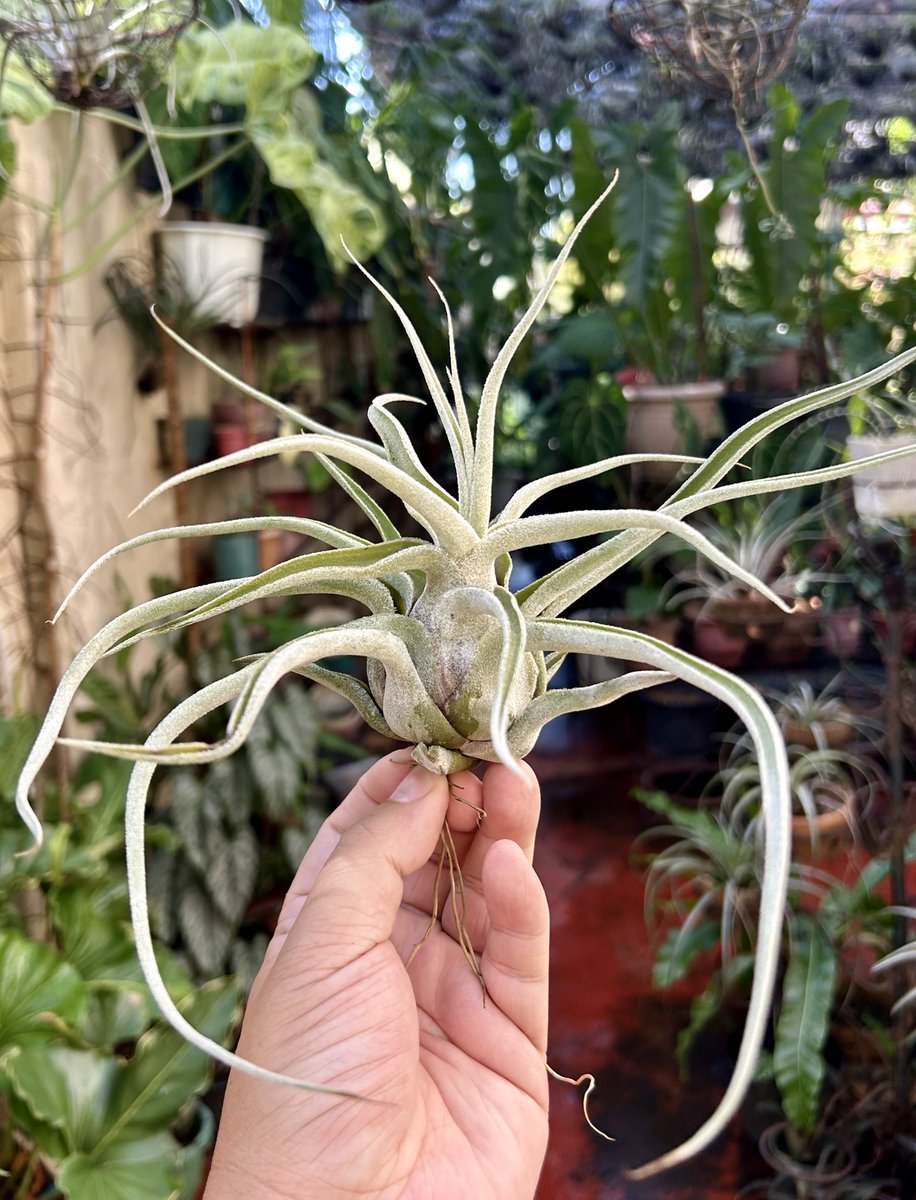 PlantChaser tweet media