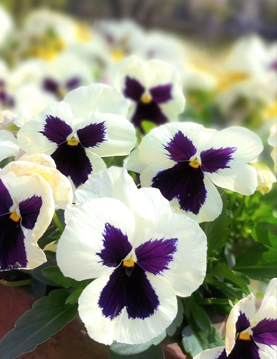 ぴより🐥piyori🐣 tweet media