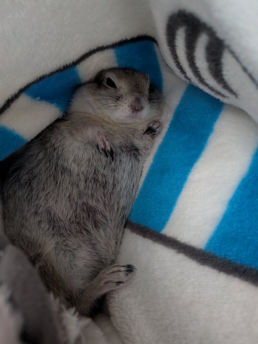 おはようございます🐿️
#ジリス