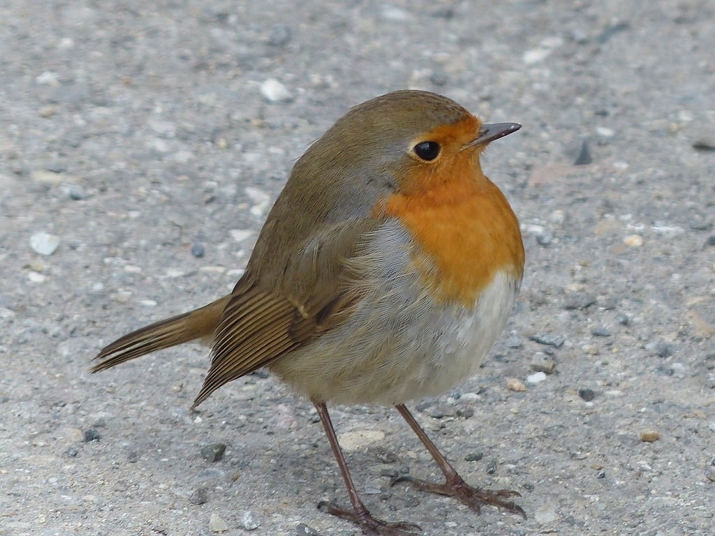 rolprev tweet media