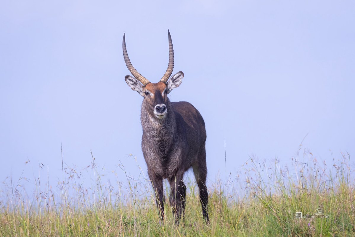 anEMDN_com's tweet image. 7th day, evening trip, Masai Mara, 2nd batch. 
اليوم السابع، جولة مسآئية، مساي مارا، المجموعة الثانية. 
#Kenya #MasaiMara #Wildlife #Nature   290126. 
P1