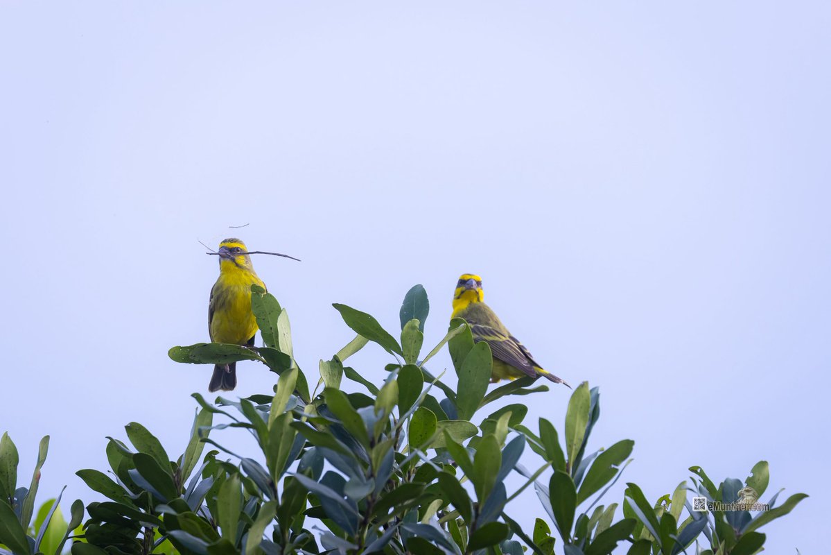 anEMDN_com's tweet image. 7th day, evening trip, Masai Mara, 2nd batch. 
اليوم السابع، جولة مسآئية، مساي مارا، المجموعة الثانية. 
#Kenya #MasaiMara #Wildlife #Nature   290126. 
P1
