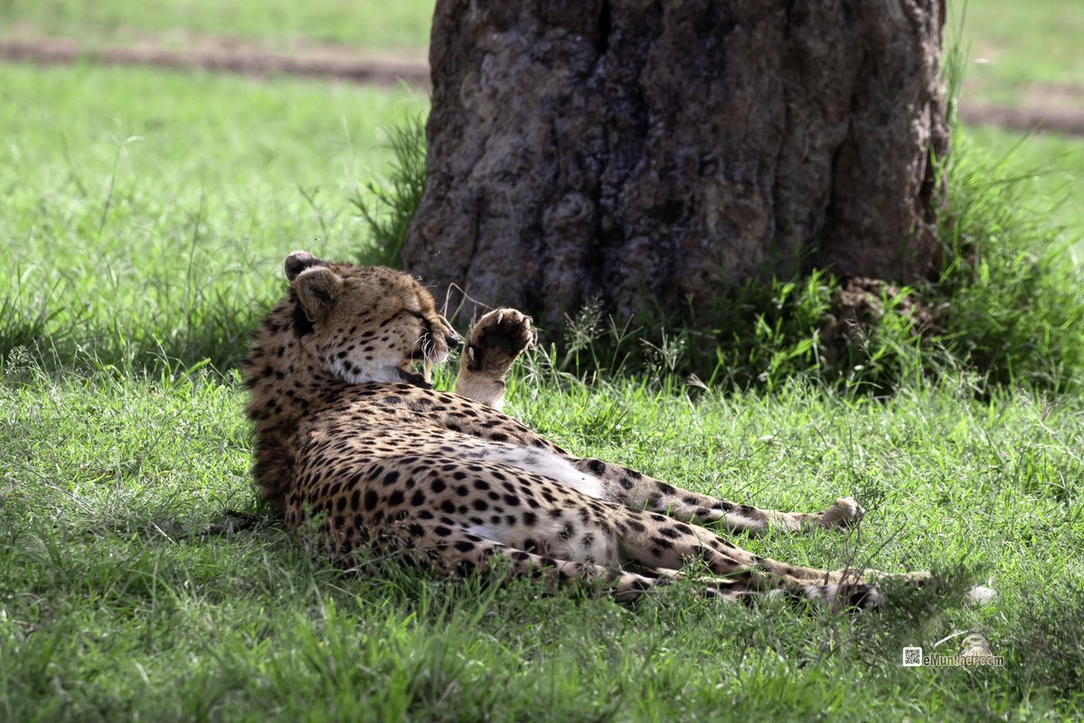 anEMDN_com's tweet image. 7th day, evening trip, Masai Mara, 2nd batch. 
اليوم السابع، جولة مسآئية، مساي مارا، المجموعة الثانية. 
#Kenya #MasaiMara #Wildlife #Nature   290126. 
P2