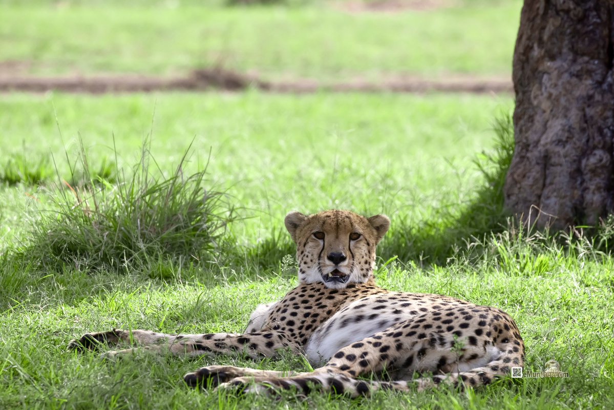 anEMDN_com's tweet image. 7th day, evening trip, Masai Mara, 2nd batch. 
اليوم السابع، جولة مسآئية، مساي مارا، المجموعة الثانية. 
#Kenya #MasaiMara #Wildlife #Nature   290126. 
P2