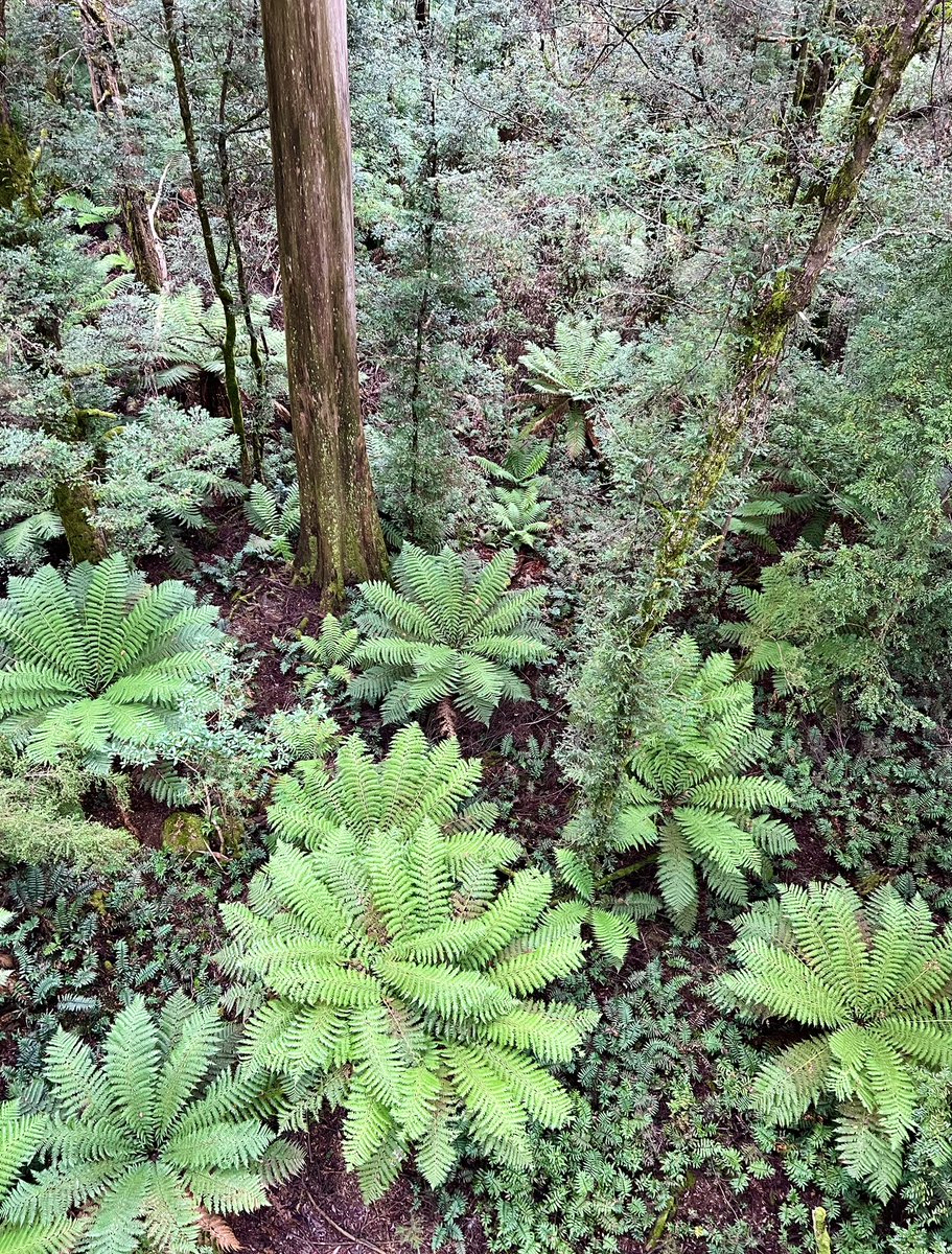 Nick Volpe tweet media