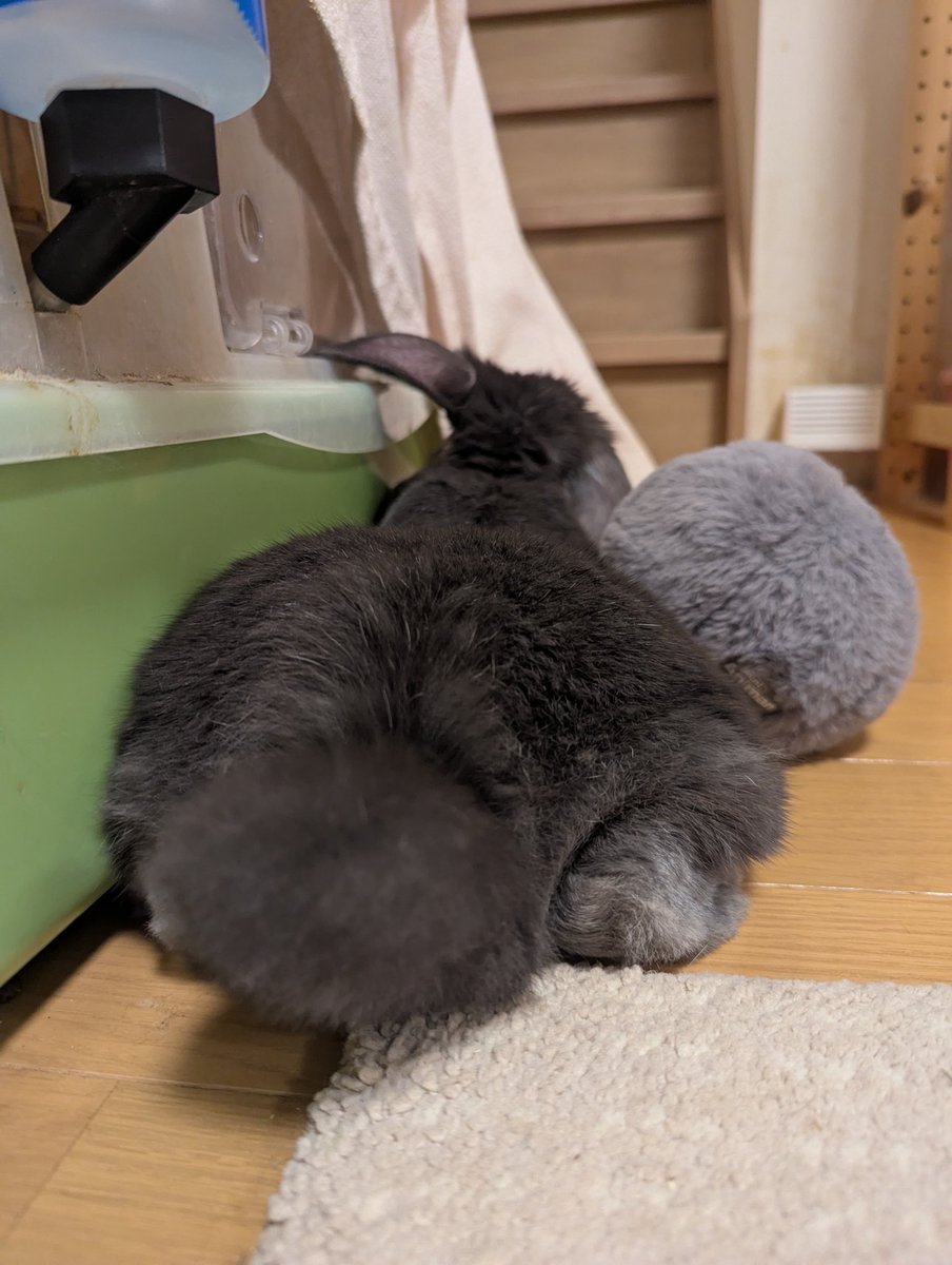 じょん・えーかー tweet media