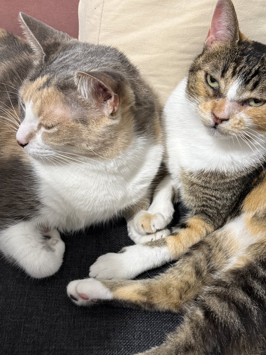 Maga 💻💙 tweet media