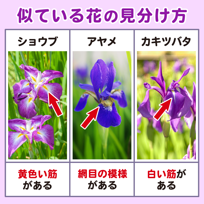 Mamoru_nandana's tweet photo. 4月〜6月にかけて咲くお花
#ショウブ #アヤメ #カキツバタ
見分けられるかな！？

違いは花びらの模様！
よく観察してみよう🔍

よく似ているけど、
特徴を知れば見分けることができるんだな✨

みんなにも知ってほしい！
と思ったらリポストしてね🔁 https://t.co/cJnNRbizNz