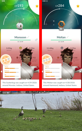 trainerSkulb00d's tweet image. Wonderful walk today…ran into a Canadian Goose brood that had 15 Goslings!
 
✨Last night got a shiny Meltan and my Mateo Gifting grabbed me a Shiny Monsoon Scatterbug (set complete)….the grind continues
 
#PokemonGO #Pokemon #PokemonAPP