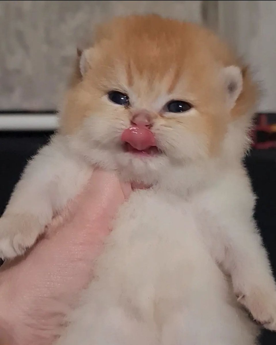 stickydacat tweet media