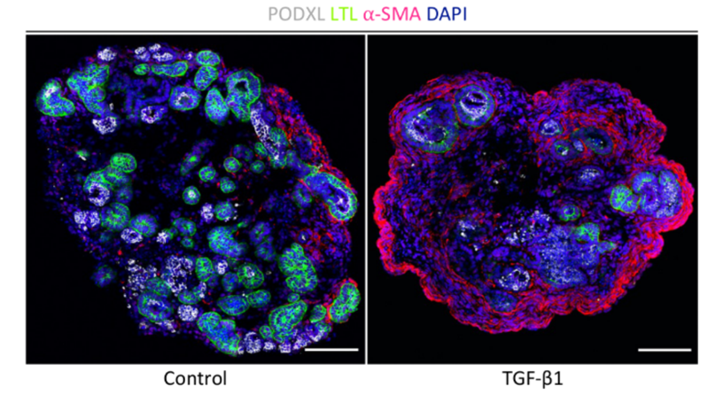 Organoid News tweet media