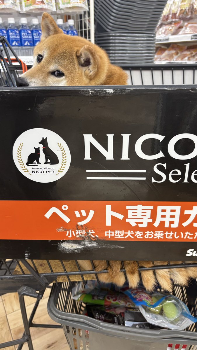 おてんば娘　せせり tweet media