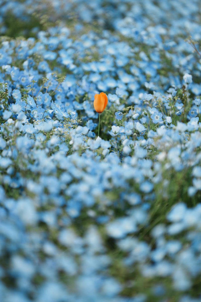 Kassy_a900's tweet photo. ===
花の駅せら（2026.04.29 撮影）
SONY α７Ⅳ｜FE 70-200mm F2.8 GM OSS Ⅱ
JPEG撮って出し。
クリエイティブルックで色々撮るの楽しいね。
#いまさら感 https://t.co/FvJYbETIvA