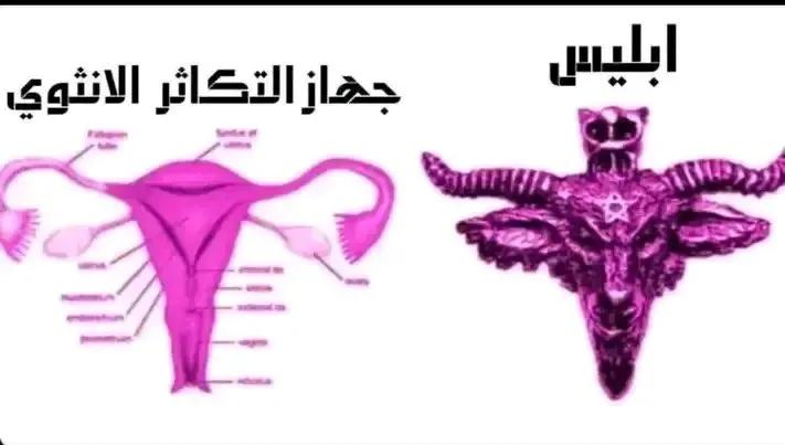 Sara J Almukaimi 🌼 tweet media