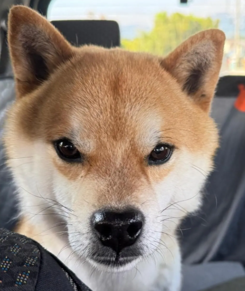 くるみmama tweet media