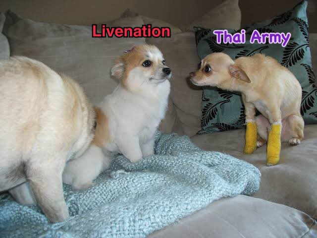 Better M shop🍭⊙⊝⊜ 🐳✨ ⟭⟬E 𝔸ℝ𝕀ℝ𝔸ℕ𝔾 B⟬⟭CK💜 tweet media