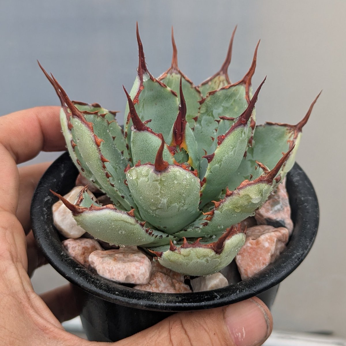 ROUKA plants tweet media