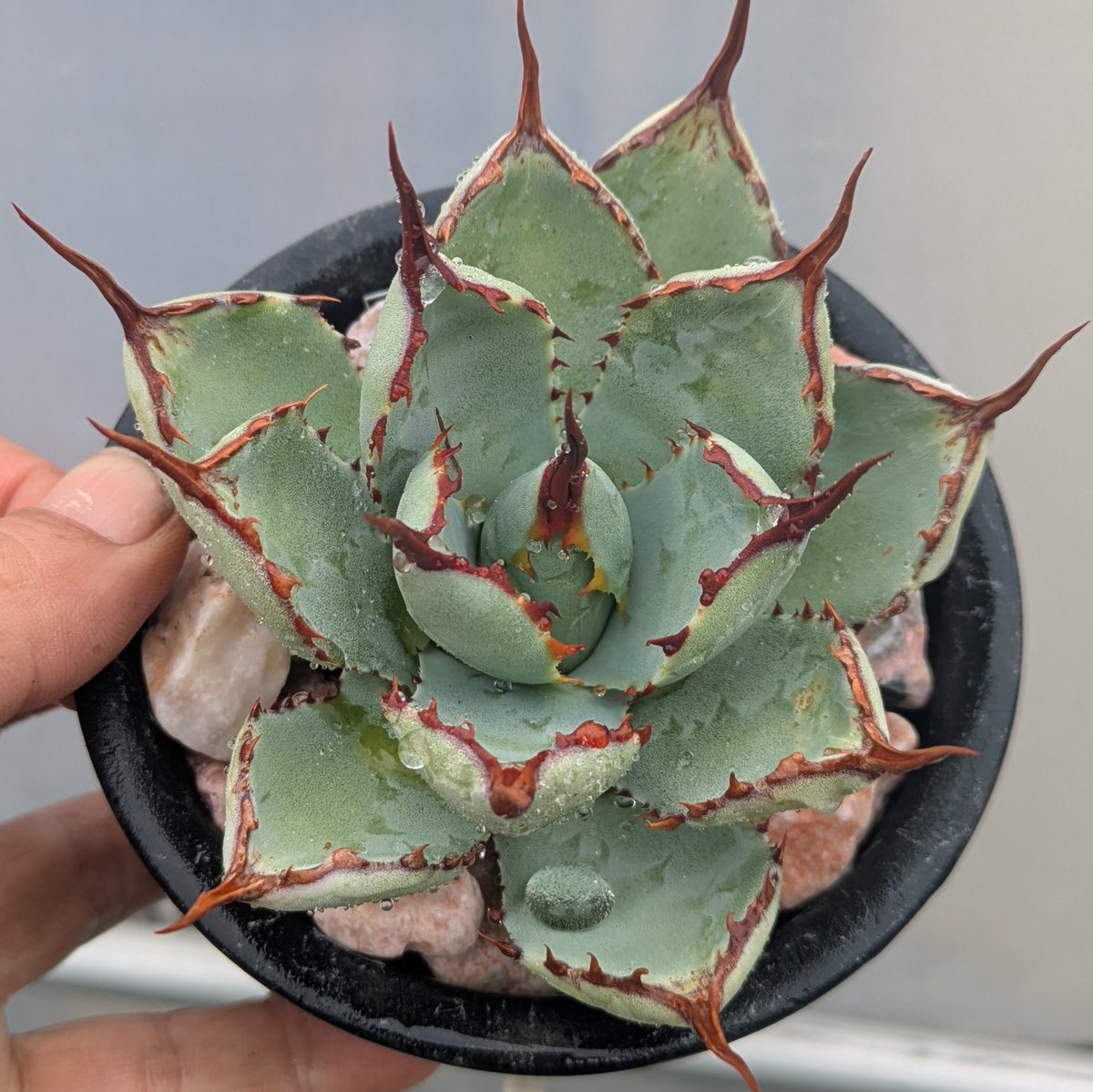 ROUKA plants tweet media