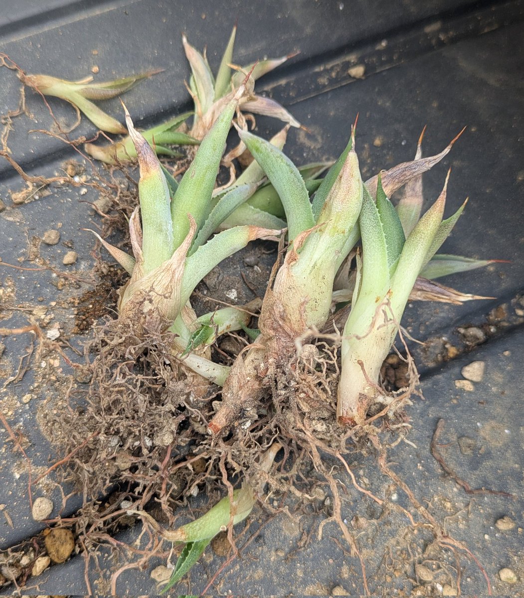 ROUKA plants tweet media