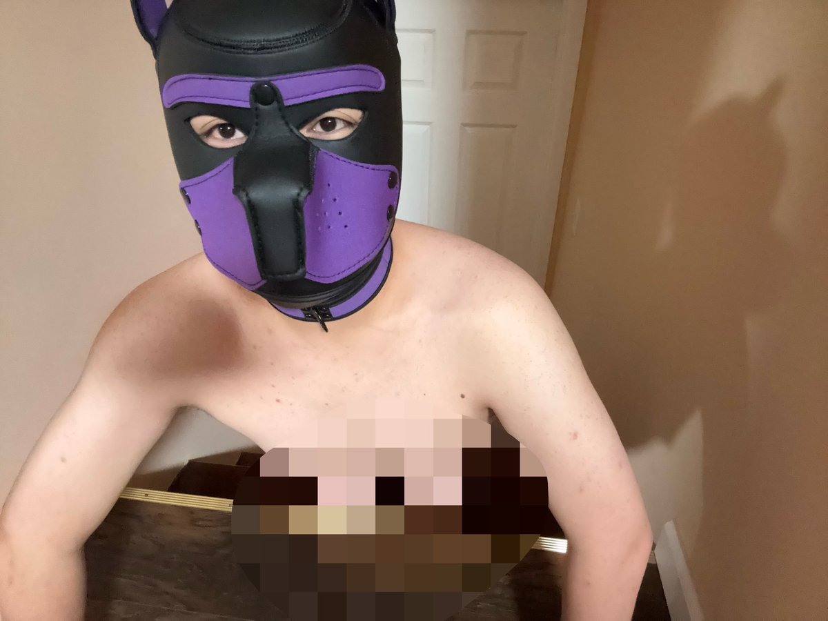 PupToby_'s tweet photo. 🐶 new collar, Hope everyone sleeps well

#puphood #pupplay #pup #gay https://t.co/z8K4KwlvNk