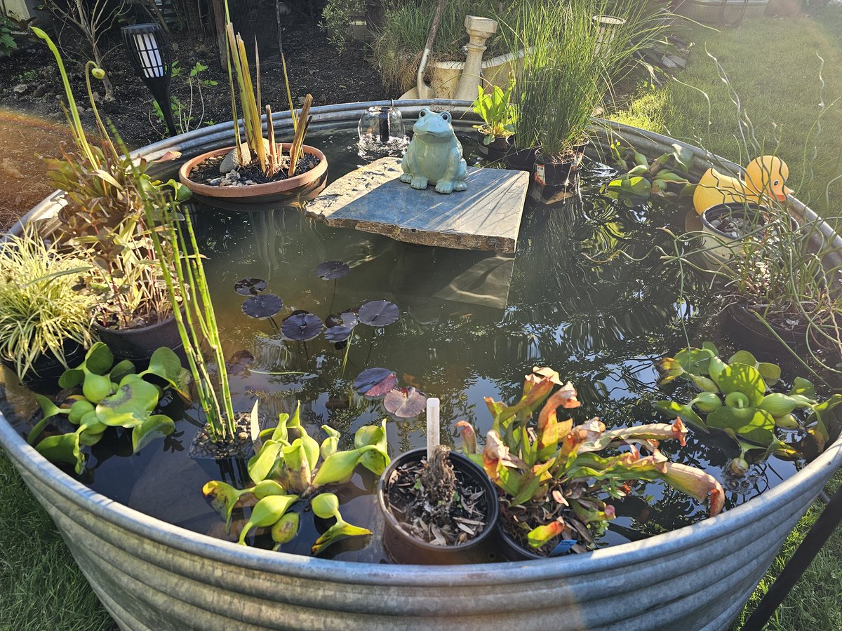BugsInACoat's tweet photo. Haven't finished any art recently, but I’ve done lots of work on my pond :] https://t.co/BykoQbtVRm