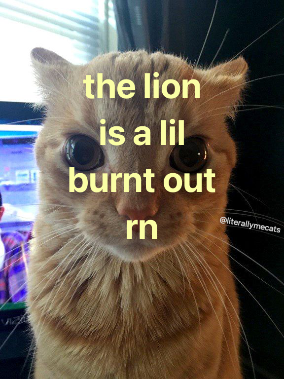 LiterallyMeCats tweet media