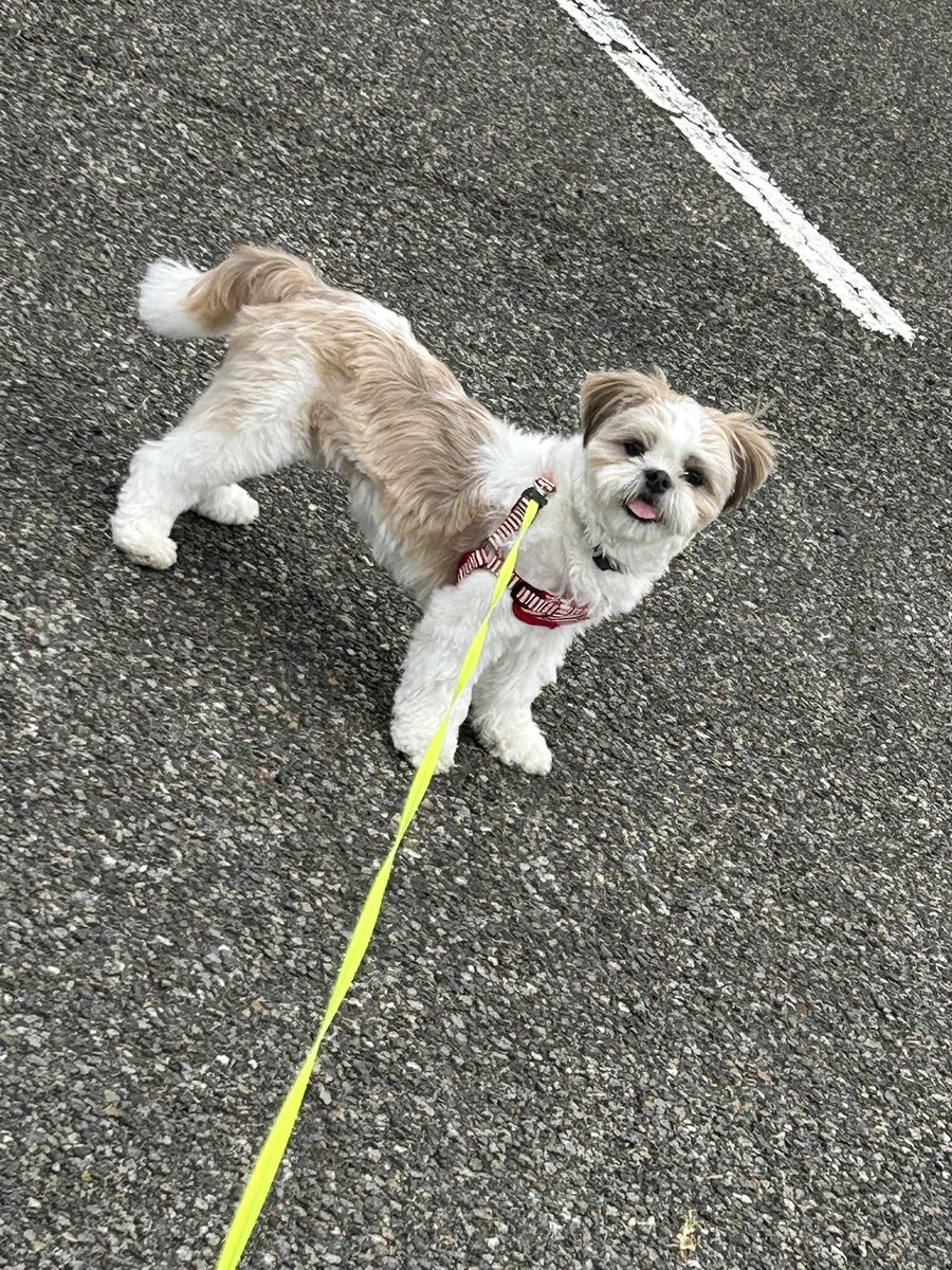 帰宅拒否イヌ🐶

#シーズー #犬好きさんと繋がりたい