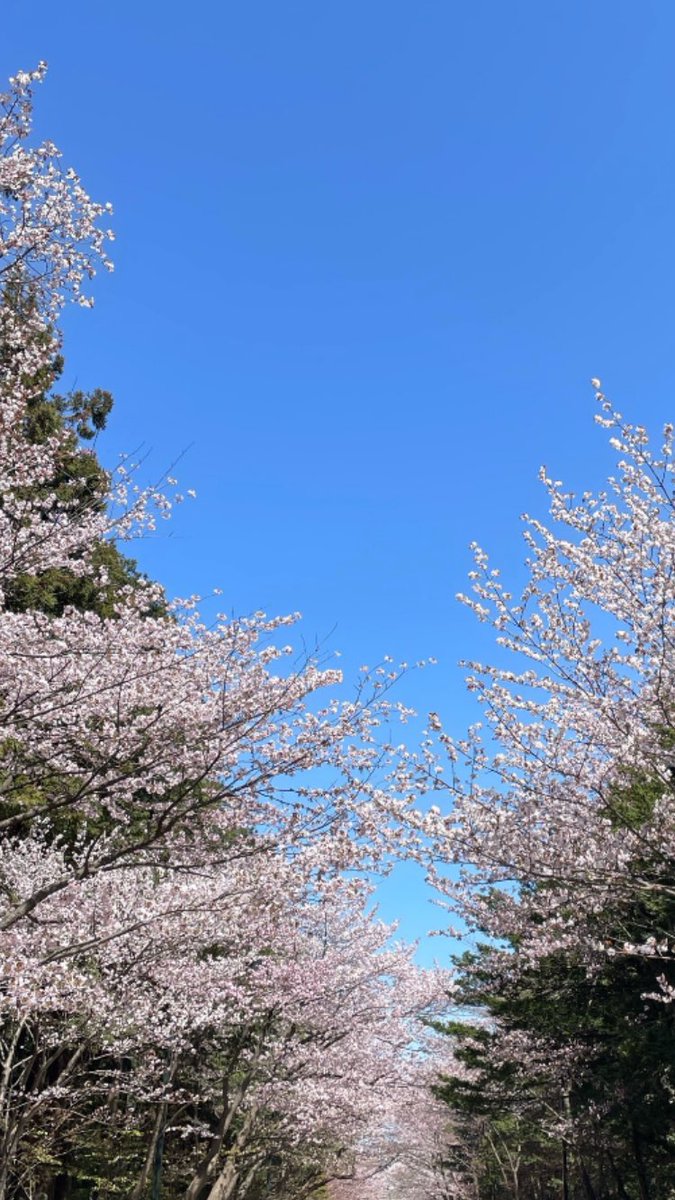 RT11412's tweet photo. 今年最後の桜だよ🌸
また神宮まで来てしまう
地元よりほぼ１ヶ月遅くても綺麗です https://t.co/GEXwvotDzU