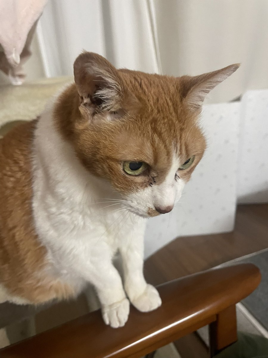 Yuca⚾️🏟🌰🦊🦁🍀 tweet media
