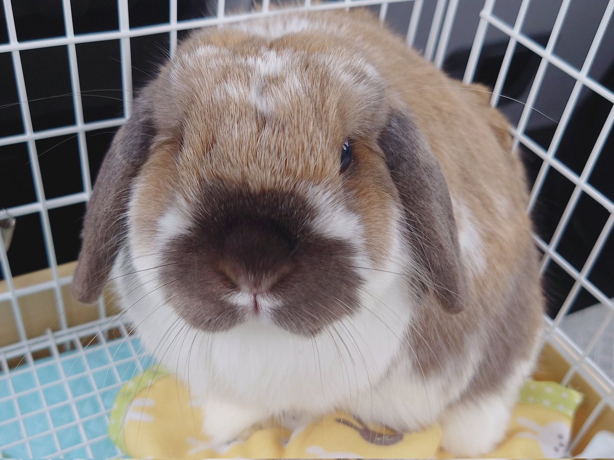 前の体重から約80gも落ちてしまっているのですが、頑張って通院してるよ〜🐰✨
生まれつきで腎臓悪めみたいなんだけど、前回先生に早期発見早期治療できてて良かった、そうでなければルアンさんは生きられてなかったかも、と言われて泣きました 頑張って生きてるいのち えらい だいすき
