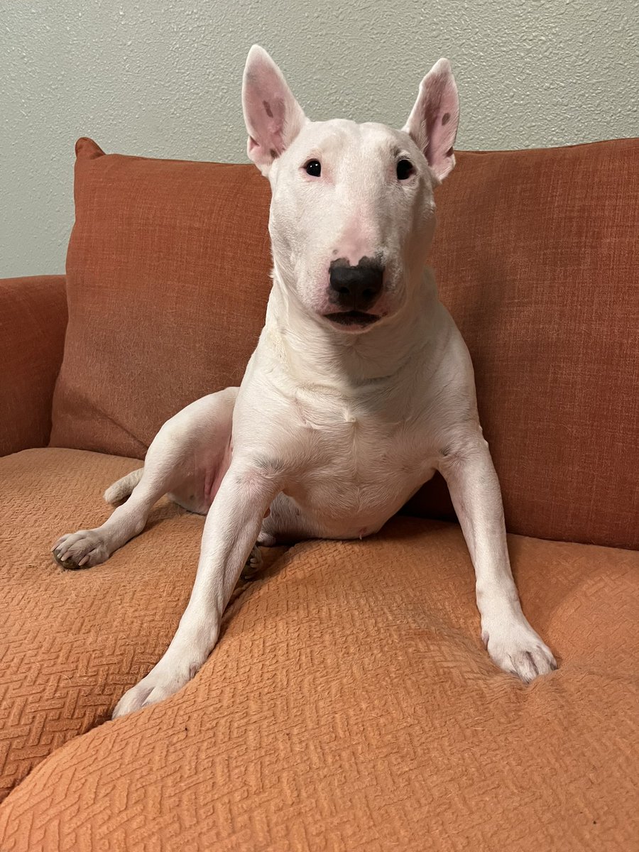🐶 NELSON tweet media