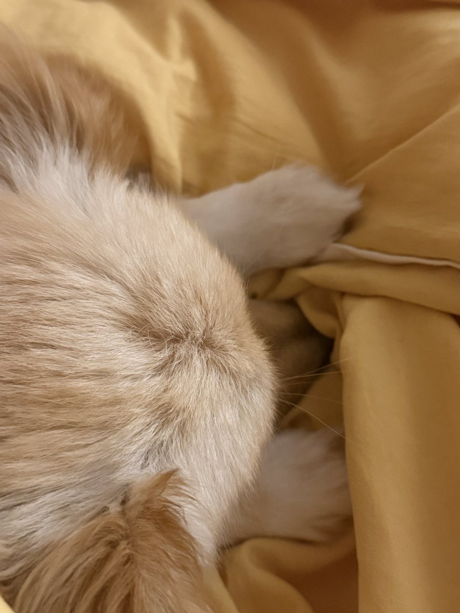 가족 찾는 털뭉치들🐾 tweet media