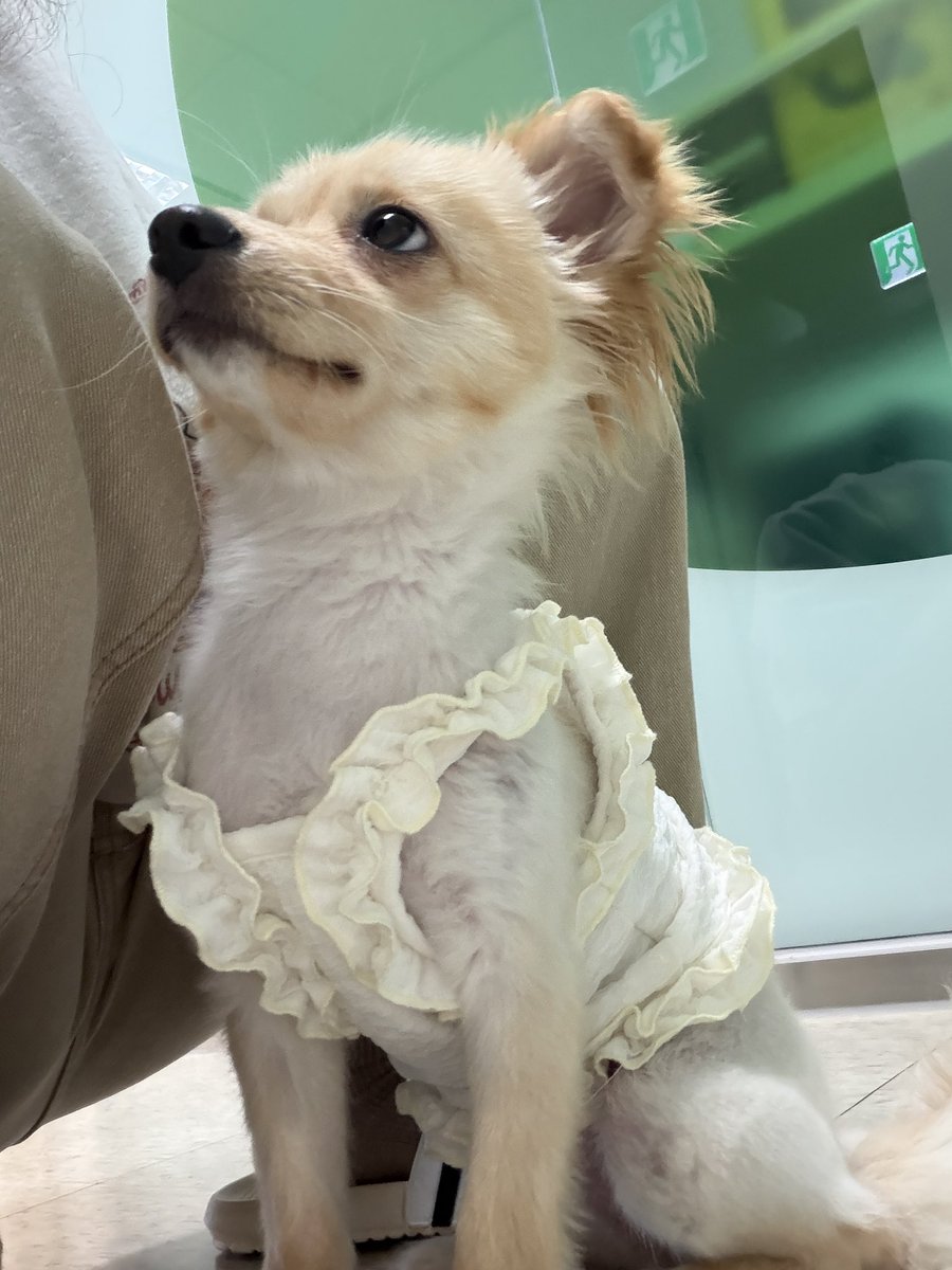 가족 찾는 털뭉치들🐾 tweet media