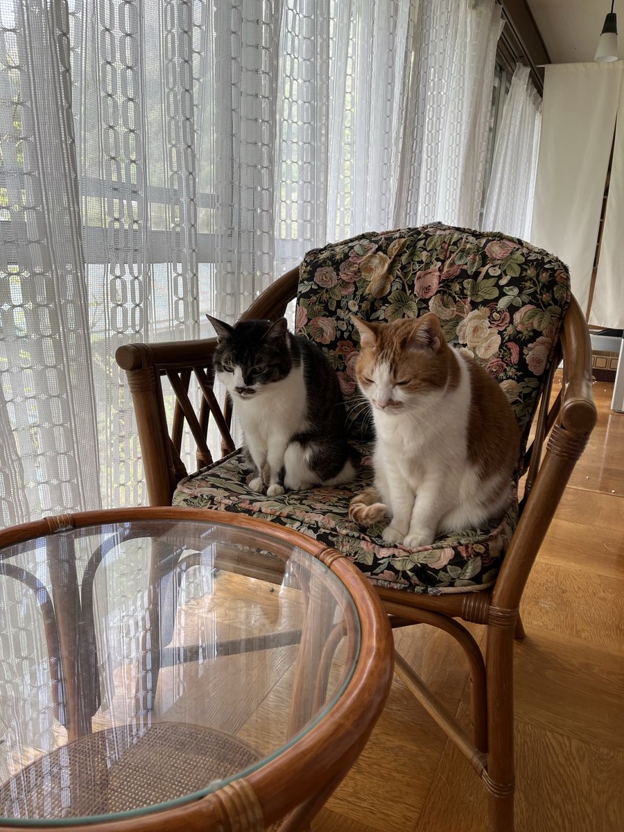 いのうえもんぺ tweet media