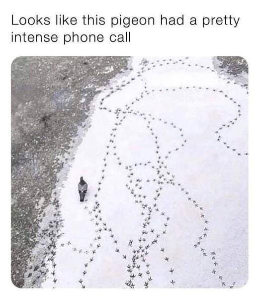 WholesomeMemes tweet media