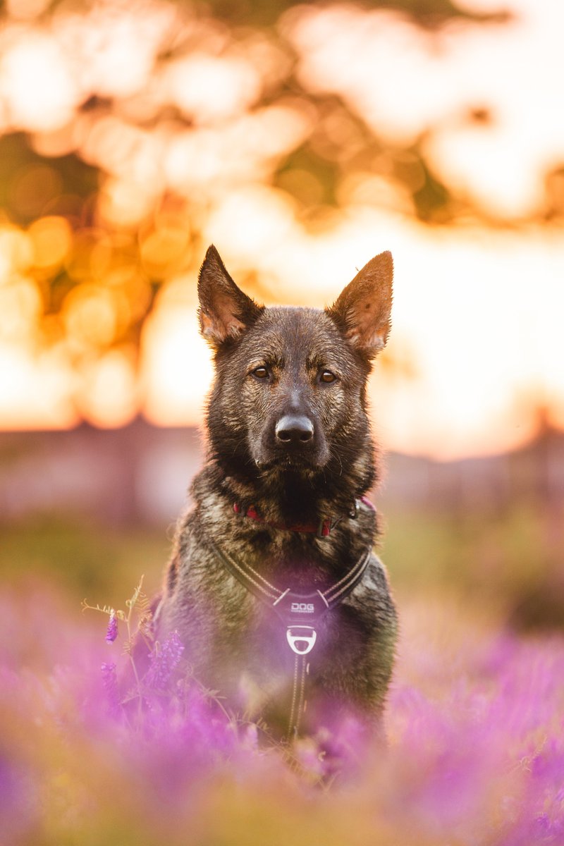 Nachobillyanna tweet media