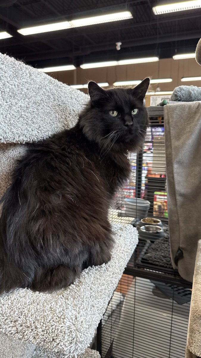 Happy Wednesday Evening from adoptable kitty, Opie!  This Black Beauty is so fluffy and so sweet, he loves giving tours at Pet Valu Beaumont AB (Beaumont, AB) (5802 50 Street, Beaumont) and he loves receiving pets too!  He will be an amazing forever family member. Opie is 8 years