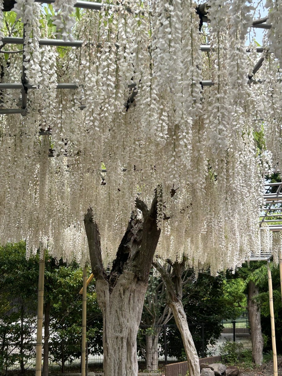 ずんいちろー@BRM425埼玉400kmアタック白河 tweet media