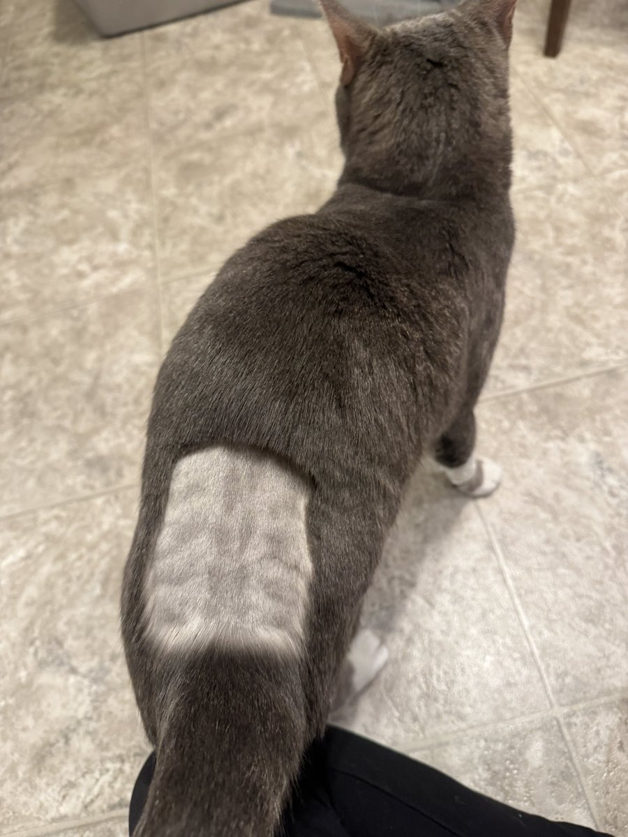 Morgen Victoria tweet media