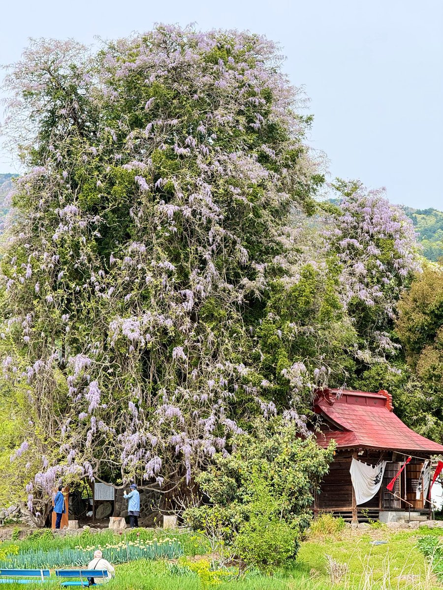 道の駅国見あつかしの郷【公式】🍒🍑🍇🍐🍎🍓 tweet media