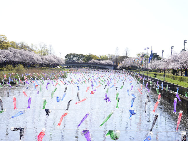 【TV登場】2026年4月26日 日本テレビ「メシドラ」に登場！

今回の舞台は群馬県館林市！！
こいのぼりが悠々とおよぐこちらのイベント会場からスタートです🎏
#TV登場店　#群馬　#館林
▼館林さくらとこいのぼりの里まつり
gunlabo.net/event/event.sh…