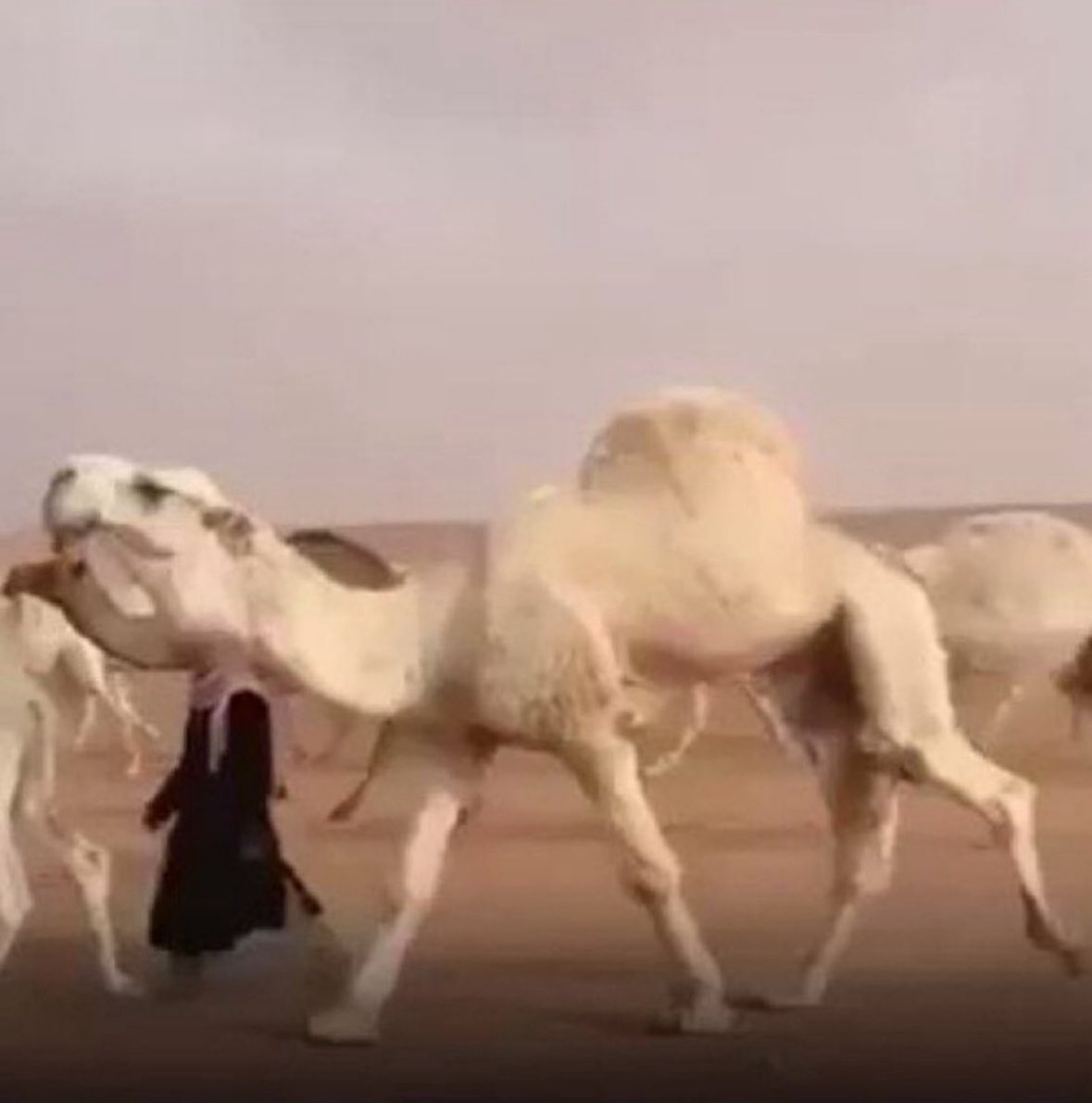 arrhbbo's tweet photo. بعير ابوعجاريد العتيبي باعه بـ4 مليون وصارت عليه مشاكل ورده المشتري واخذ فلوسه وقال البعير مغشوش!
سمّاه راعيه مشاكل من كثر المشاكل عليه انتج البعير وباع بناته على مليون ونص والحين سعره
 ١٢ مليون 
وقال فيه بن عون :
توي دريت ان المشاكل بها خير! 
يالله بمشكلةٍ . . . تحل المشاكل https://t.co/ImXgTdxL4U