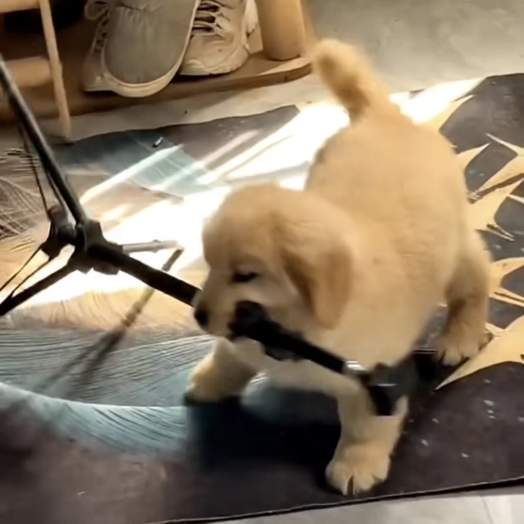 theDogLovers tweet media